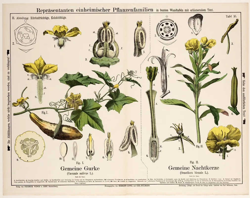 Cucumis Sativus Oenothera Biennis Komkommer Gewone Teunisbloem Wall Art by Hermann Zippel - High-Resolution Digital Print