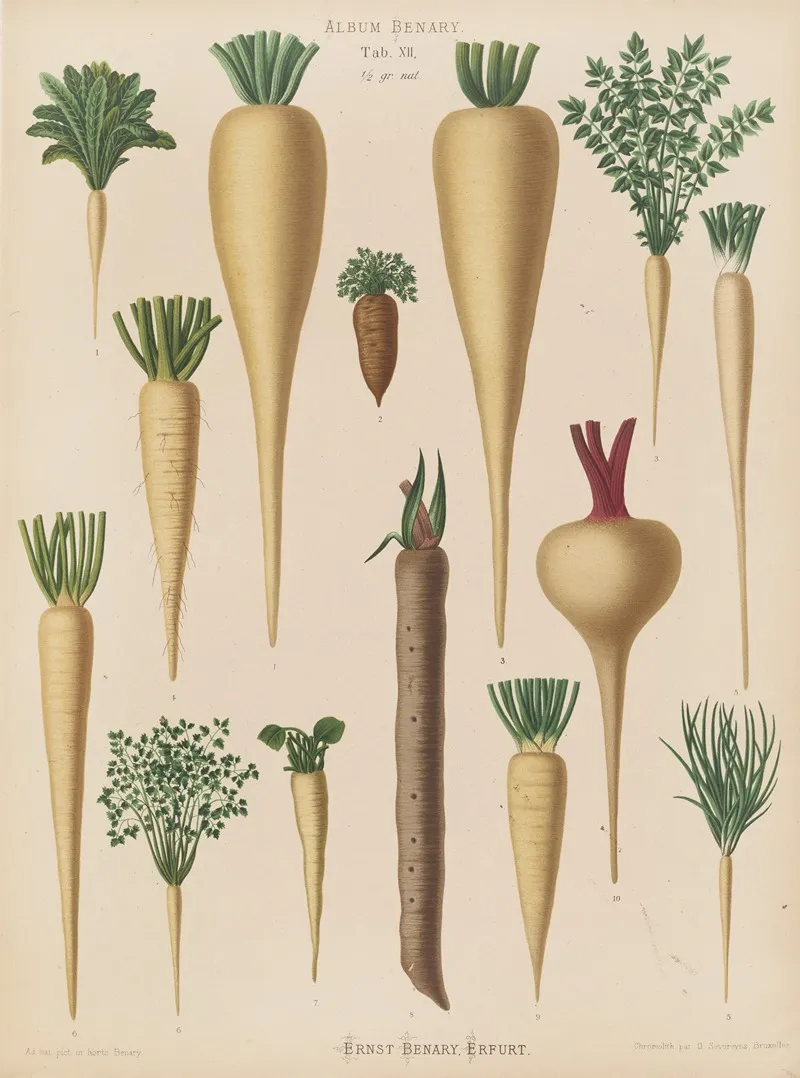 Culinary Roots Wall Art by Ernst Benary - High-Resolution Digital Print