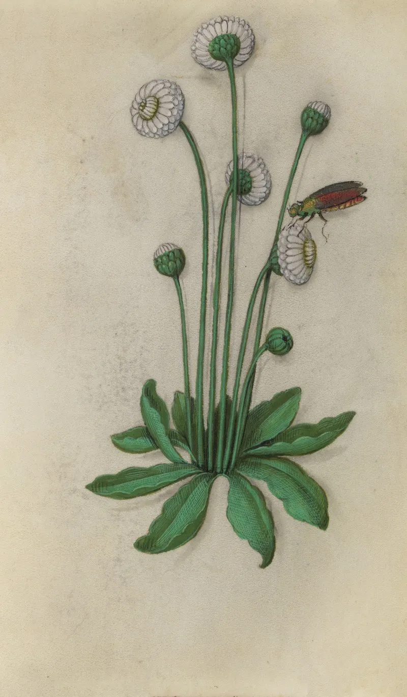 Cultivated Daisy Bellis Perennis With A Colourful Fly Wall Art by Master of Claude de France - High-Resolution Digital Print