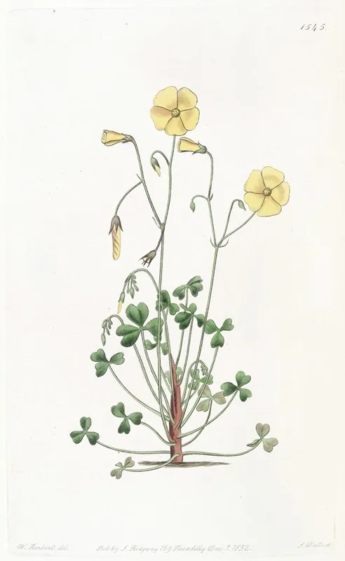 Cummings Oxalis Wall Art by Sydenham Edwards - High-Resolution Digital Print