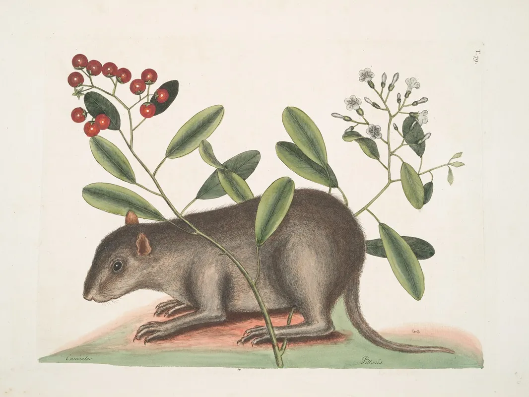 Cuniculus Bahamensis The Bahama Coney Pittoniae Wall Art by Mark Catesby - High-Resolution Digital Print