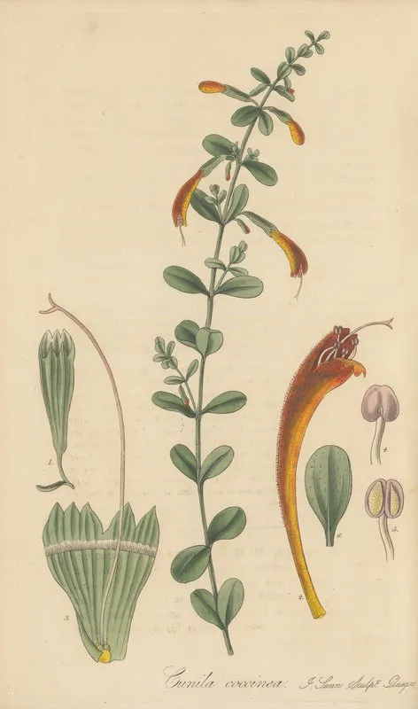 Cunila Coccinea Wall Art by William Jackson Hooker - High-Resolution Digital Print