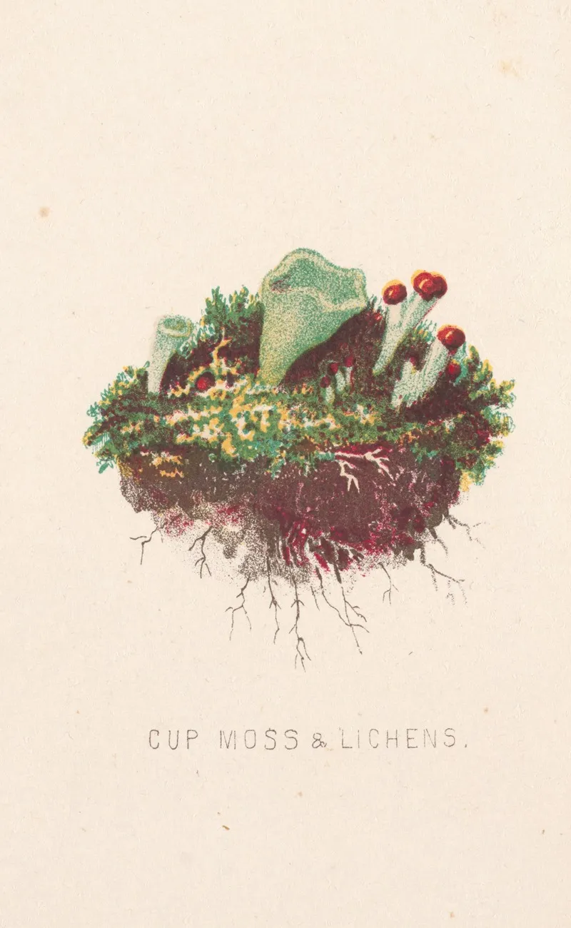 Cup Moss Lichens