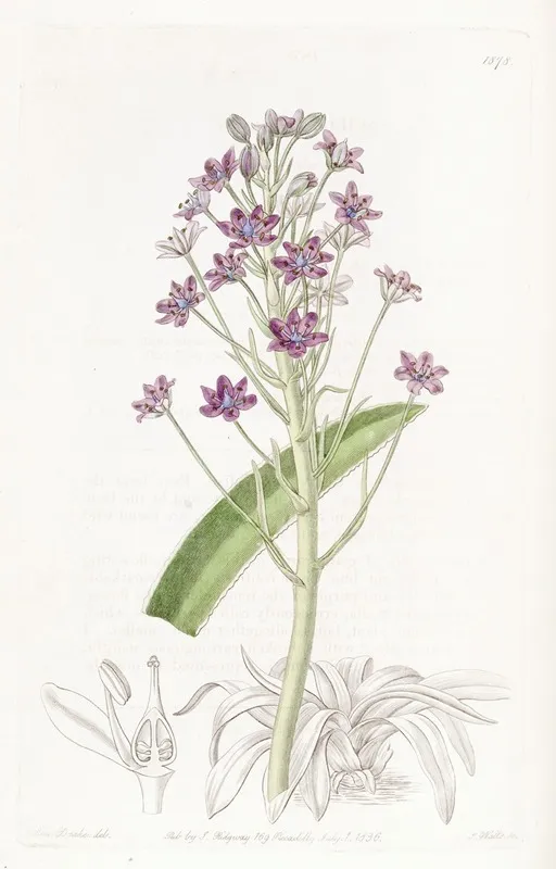 Cupanis Squill Wall Art by Sydenham Edwards - High-Resolution Digital Print