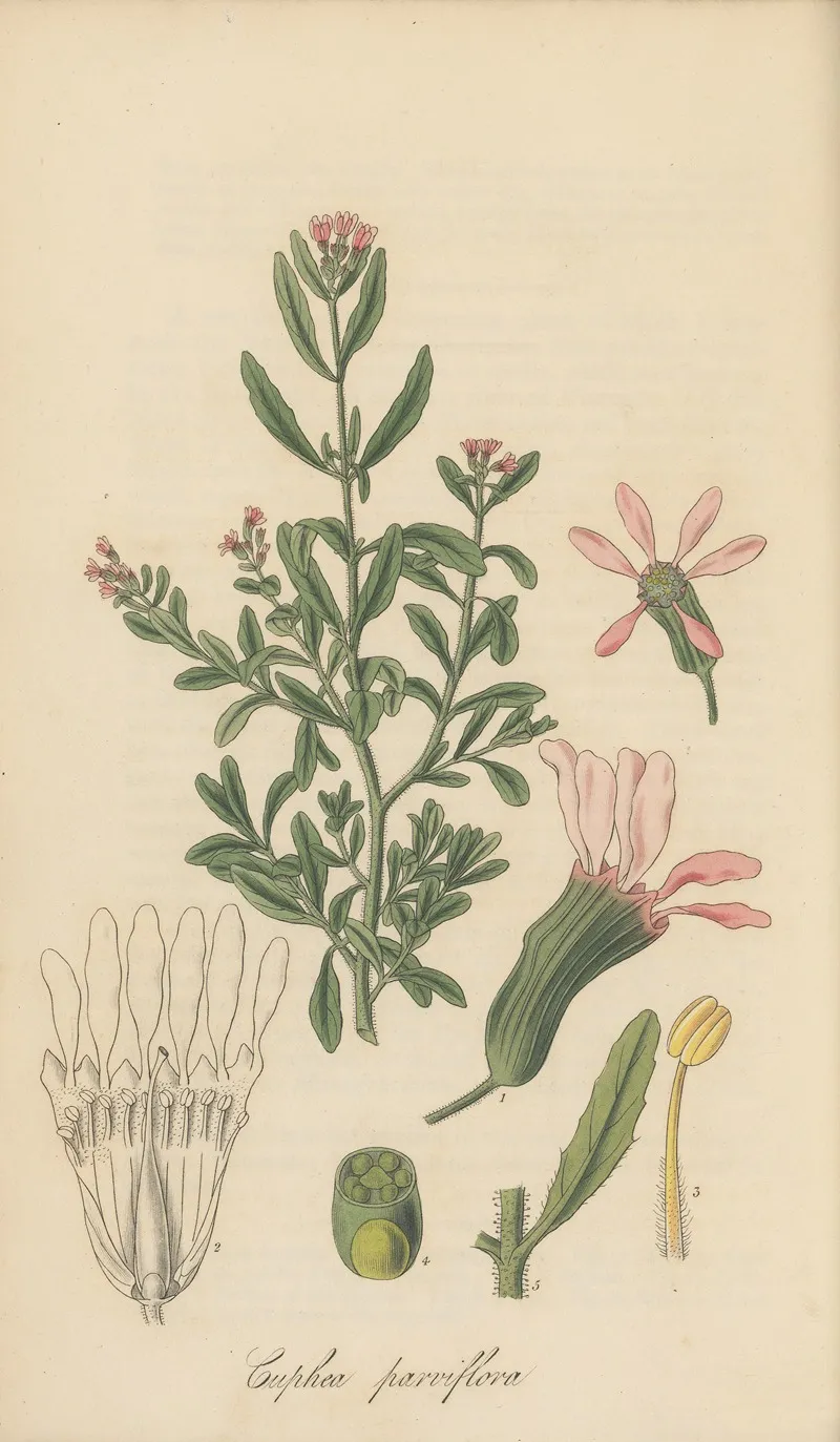 Cuphea Parviflora Wall Art by William Jackson Hooker - High-Resolution Digital Print