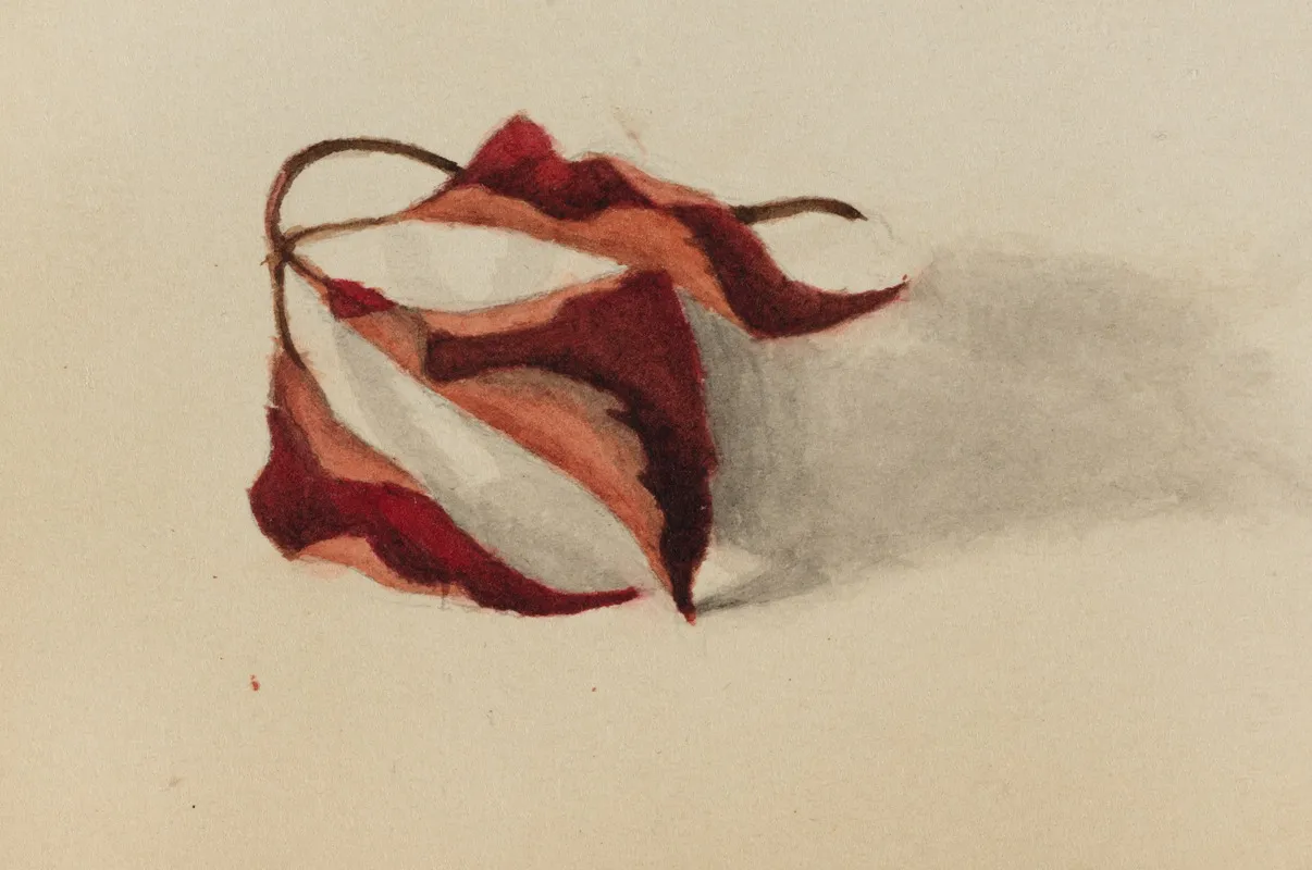 Curled Autumn Leaves