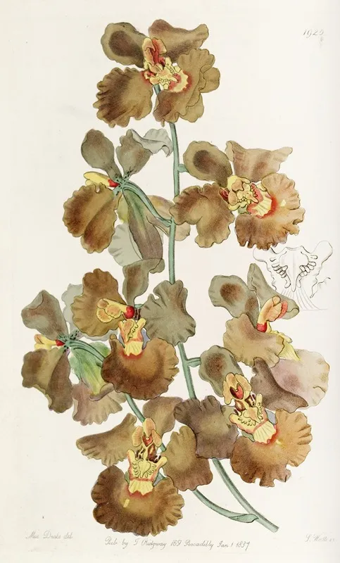 Curled Flowered Oncidium Wall Art by Sydenham Edwards - High-Resolution Digital Print