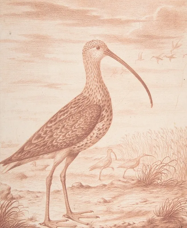 Curlews And Ducks