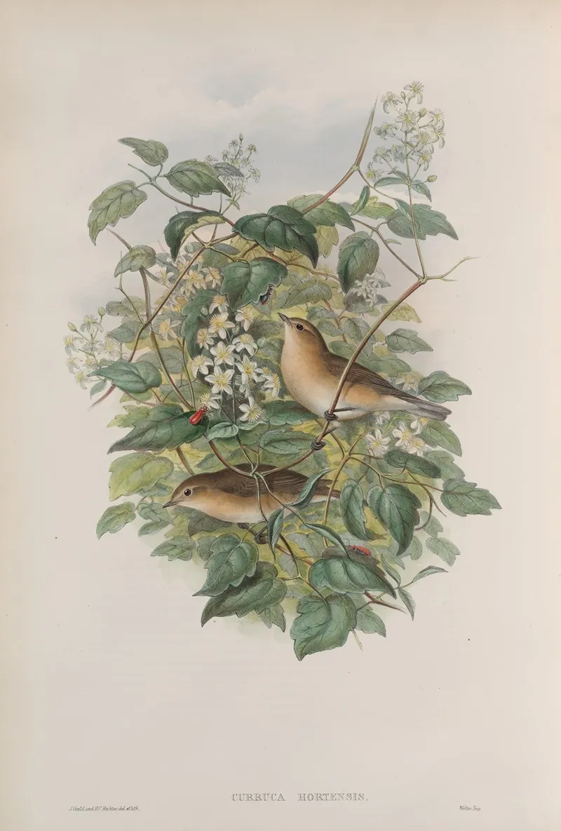 Curruca Hortensis Garden Warbler Wall Art by John Gould - High-Resolution Digital Print