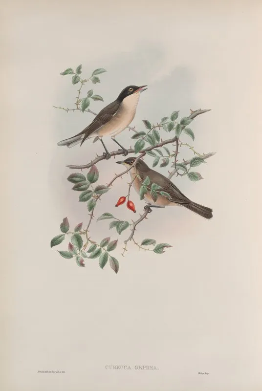 Curruca Orphea Orphean Warbler Wall Art by John Gould - High-Resolution Digital Print
