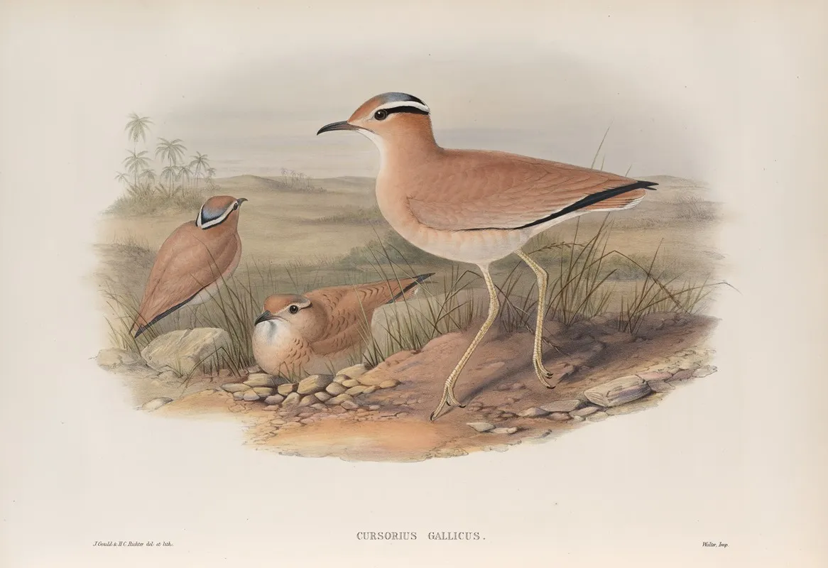 Cursorius Gallicus Cream Coloured Courser Wall Art by John Gould - High-Resolution Digital Print