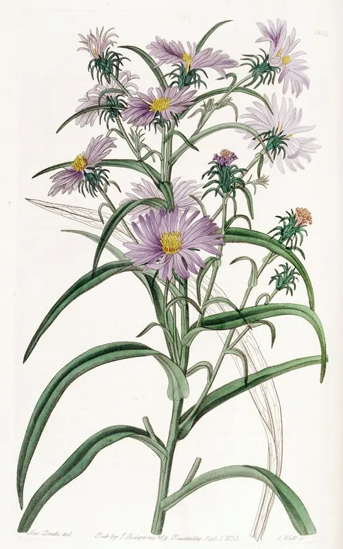 Curve Leaved Aster Wall Art by Sydenham Edwards - High-Resolution Digital Print