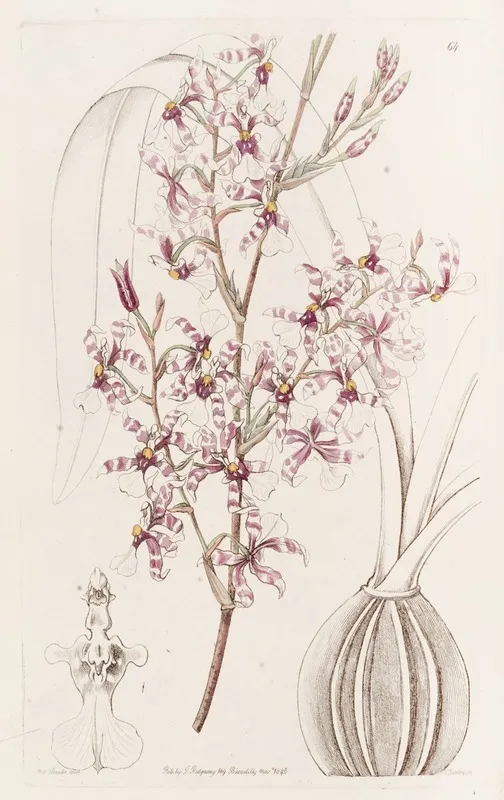Curved Oncidium Wall Art by Sydenham Edwards - High-Resolution Digital Print
