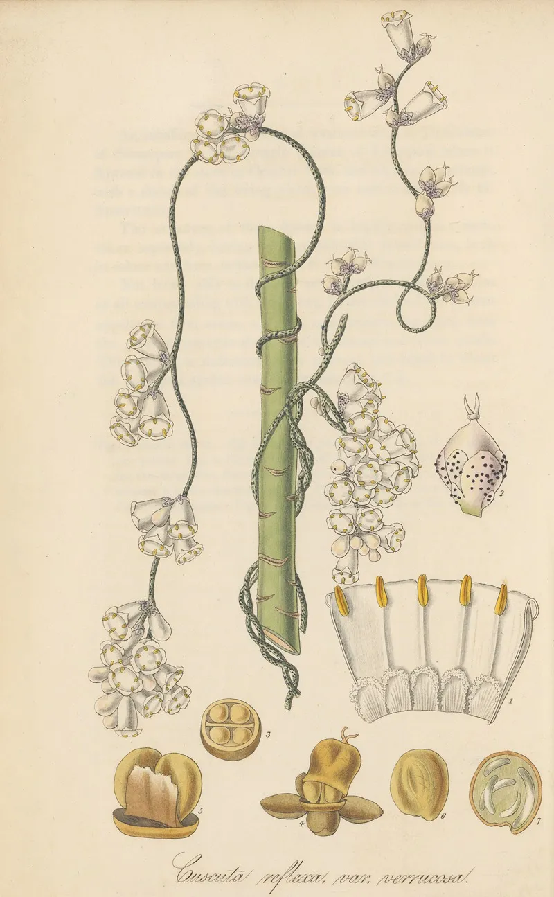 Cuscuta Verrucosa Wall Art by William Jackson Hooker - High-Resolution Digital Print