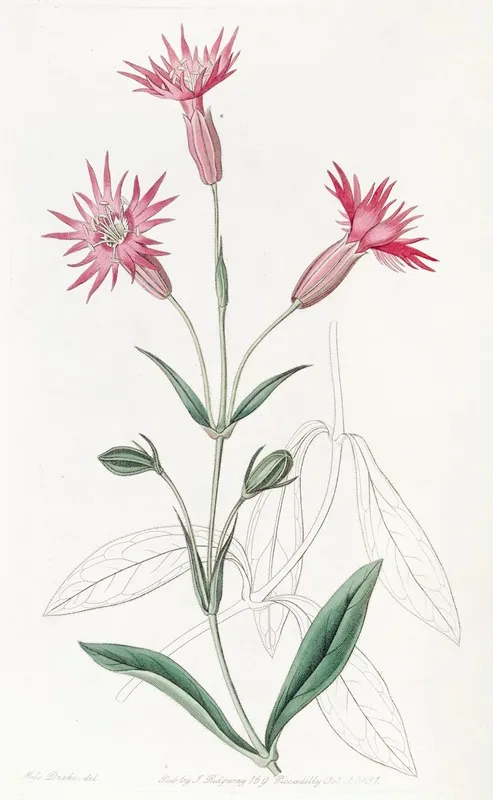 Cut Flowered Catchfly Wall Art by Sydenham Edwards - High-Resolution Digital Print