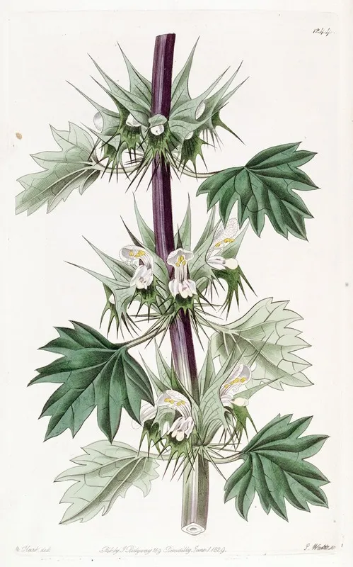 Cut Leaved Chasmonia Wall Art by Sydenham Edwards - High-Resolution Digital Print