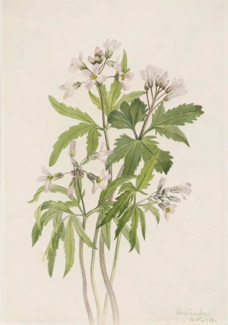 Cut Toothwort Dentaria Laciniata 2