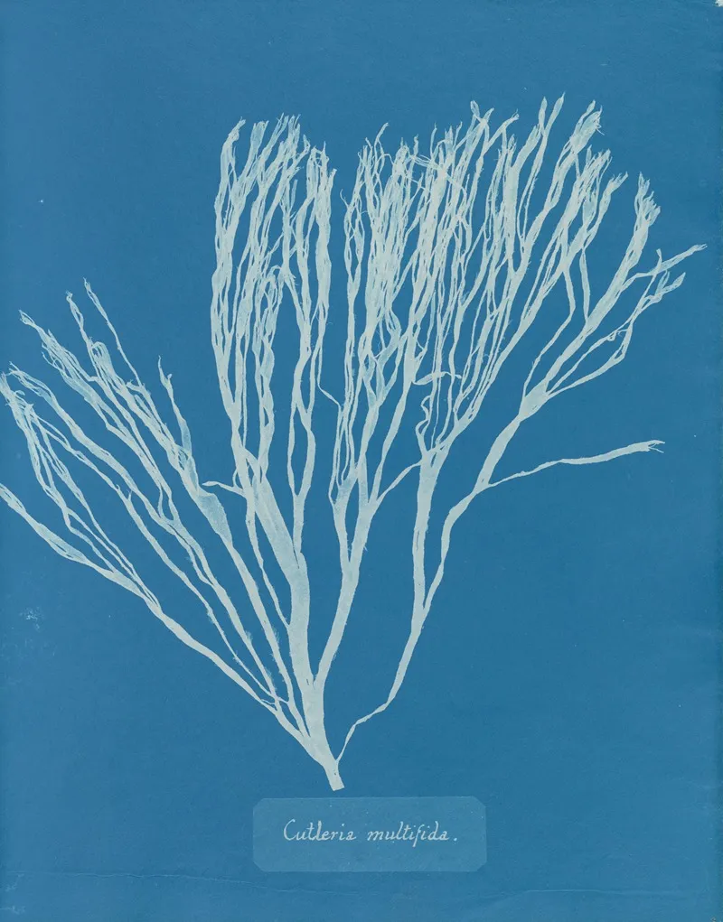Cutleria Multifida Wall Art by Anna Atkins - High-Resolution Digital Print