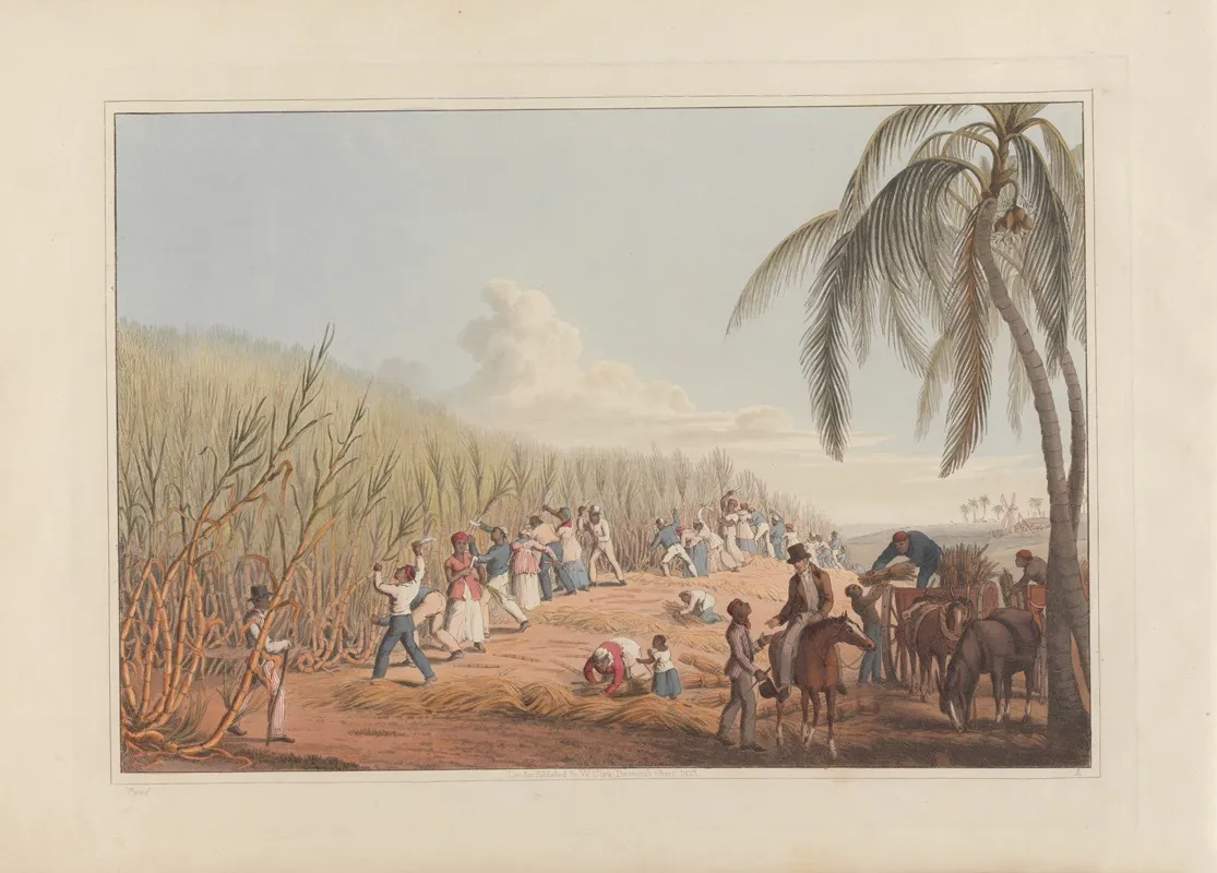 Cutting The Sugar Cane