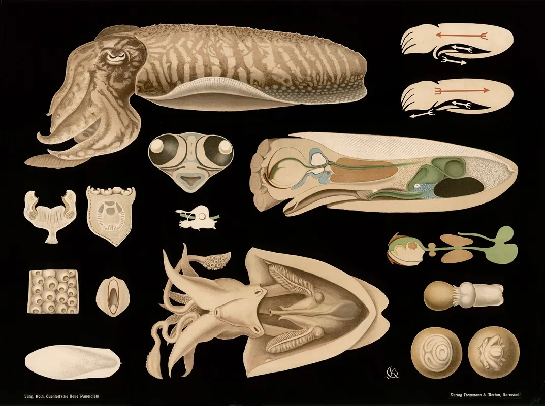 Cuttlefish Sepia Officinalis Wall Art by Gottlieb von Koch - High-Resolution Digital Print