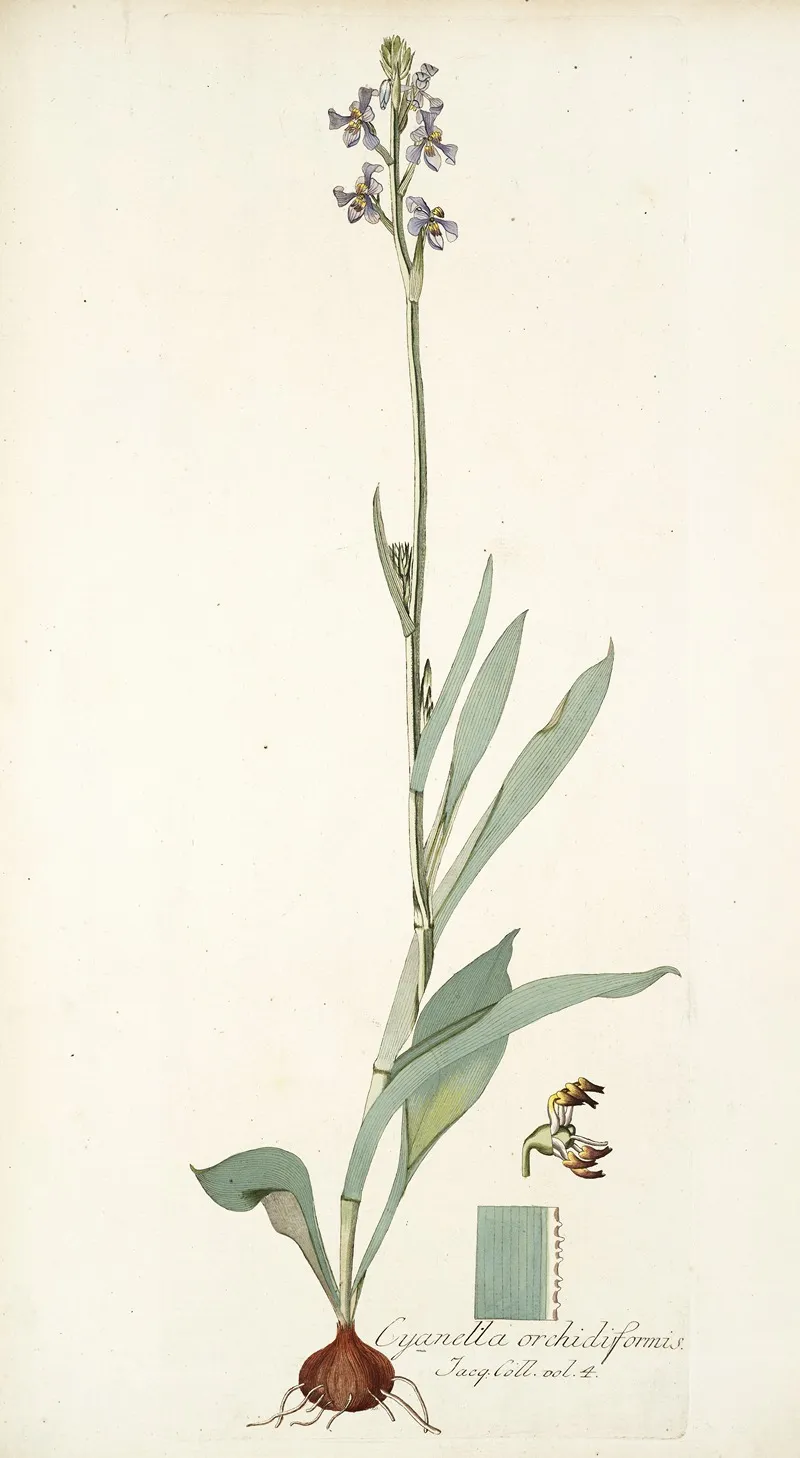 Cyanella Orchidiformis Wall Art by Nikolaus Joseph Freiherr von Jacquin - High-Resolution Digital Print