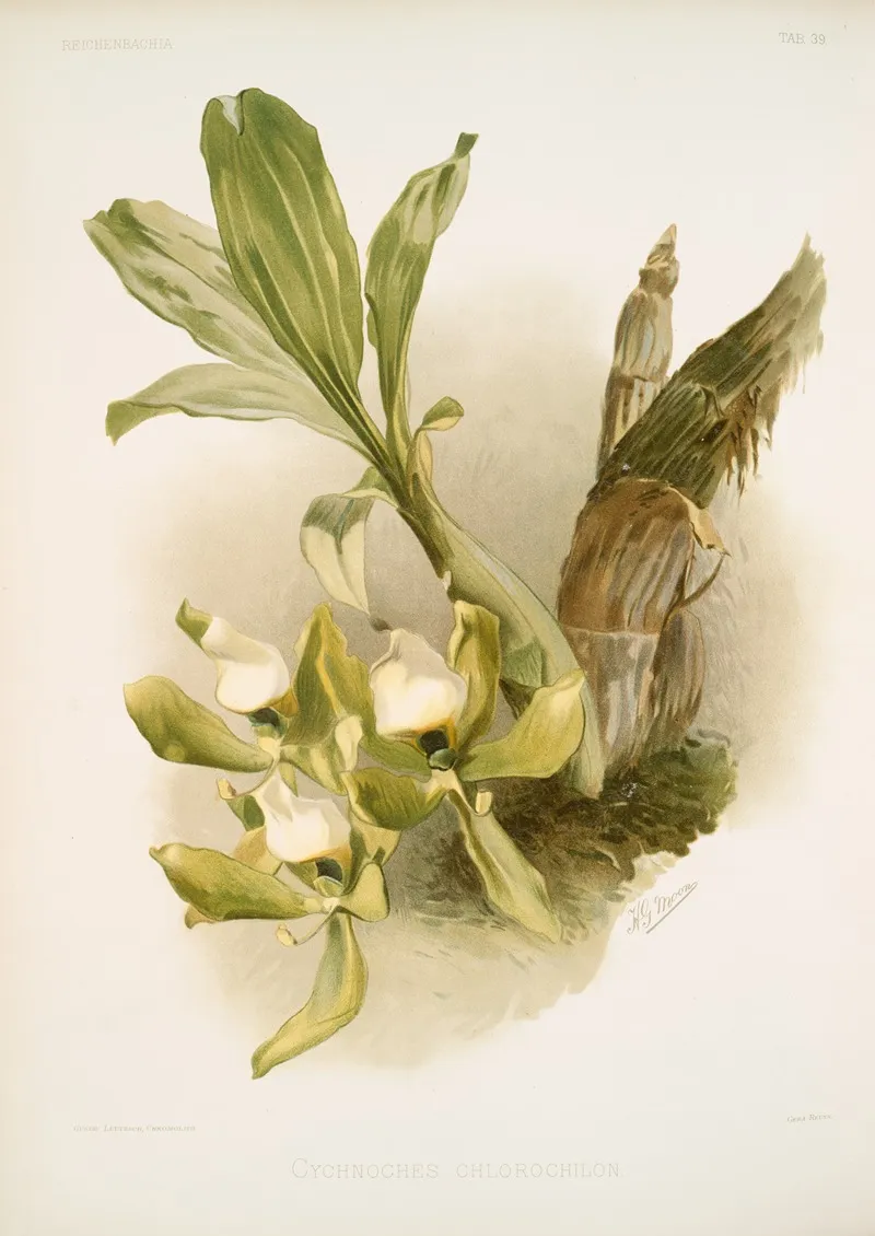 Cychnoches Chlorochilon Wall Art by Frederick Sander - High-Resolution Digital Print