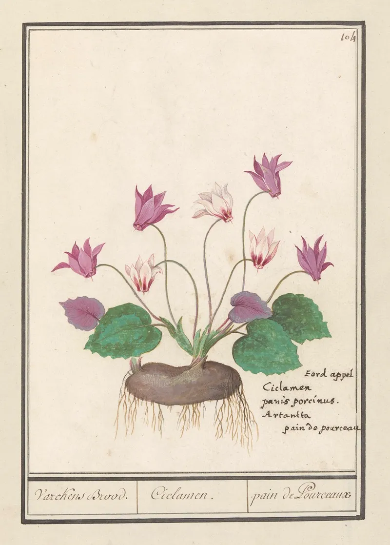 Cyclaam Cyclamen Varckens Brood Ciclamen Pain De Pourceaux Wall Art by Anselmus Boëtius de Boodt - High-Resolution Digital Print