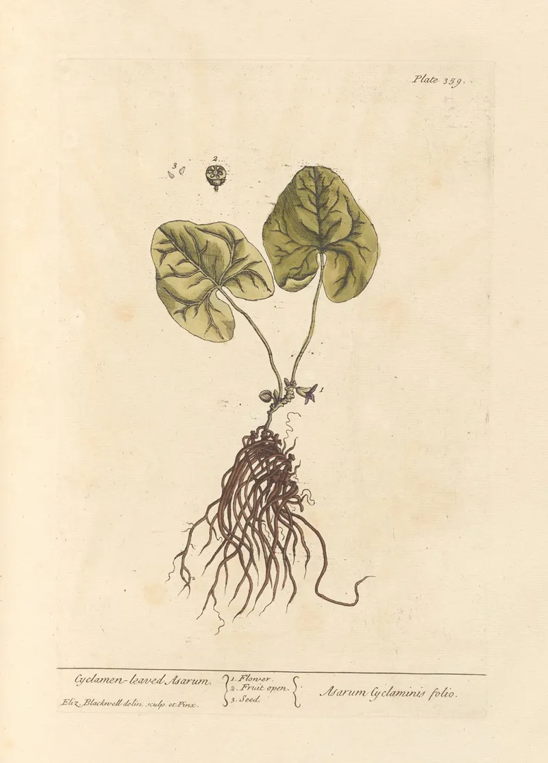 Cyclamen Leaved Asarum Wall Art by Elizabeth Blackwell - High-Resolution Digital Print
