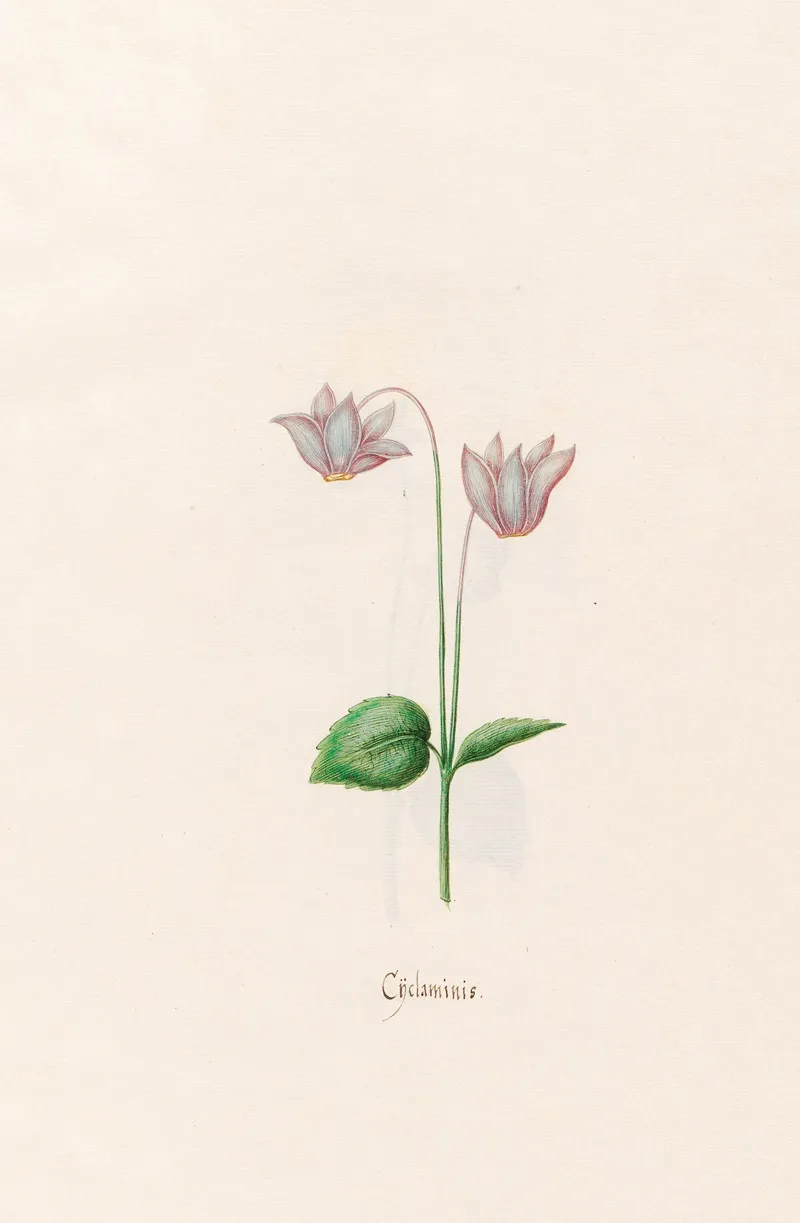 Cyclaminis Cyclamen 2 Wall Art by Magdelena Rosina Funck - High-Resolution Digital Print