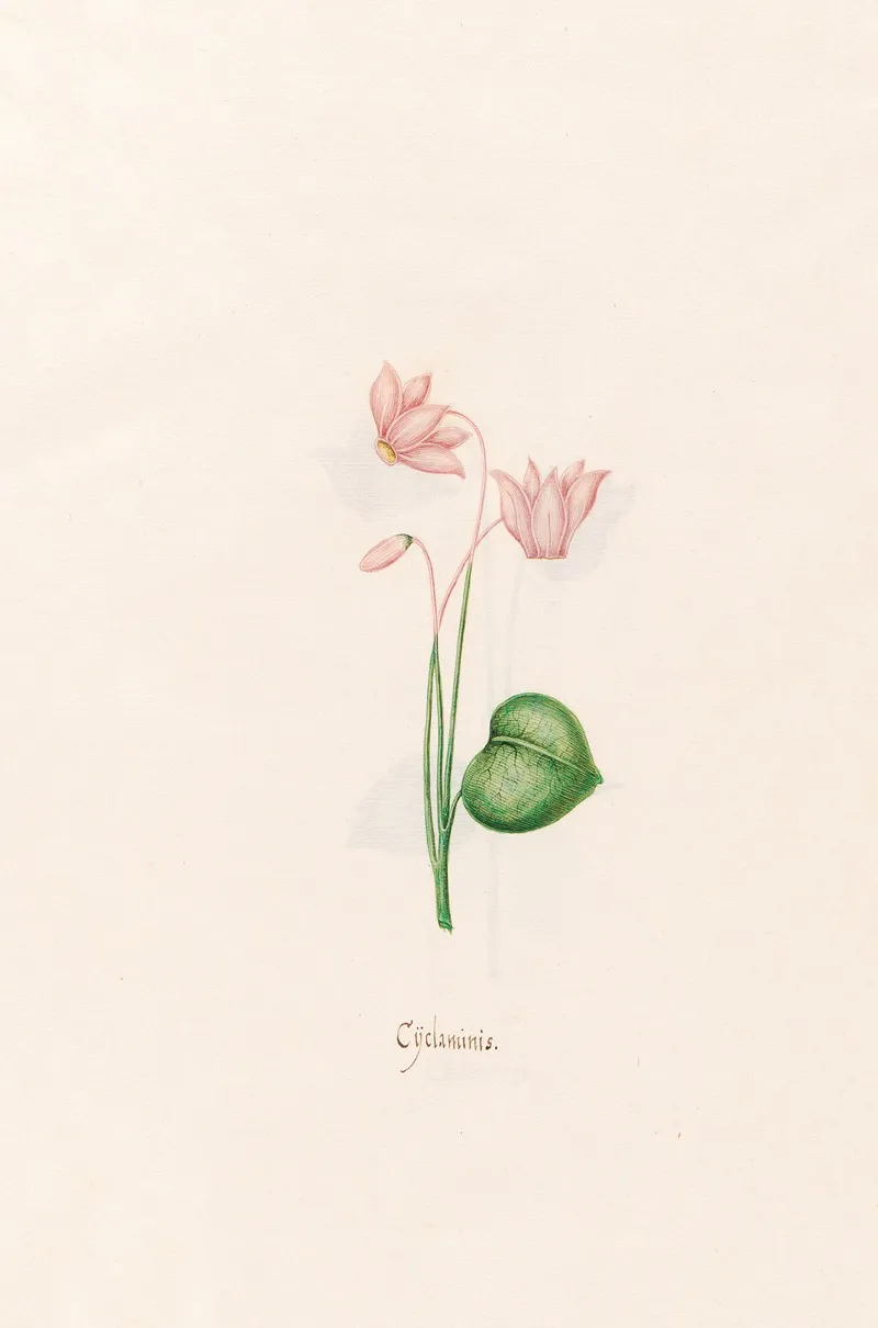 Cyclaminis Cyclamen 3 Wall Art by Magdelena Rosina Funck - High-Resolution Digital Print