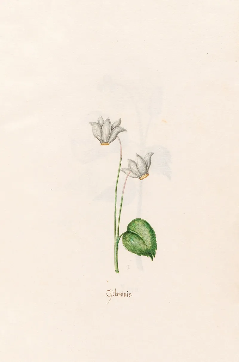 Cyclaminis Cyclamen Wall Art by Magdelena Rosina Funck - High-Resolution Digital Print