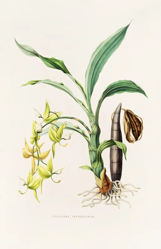 Cycnoches Ventricosum Wall Art by James Bateman - High-Resolution Digital Print