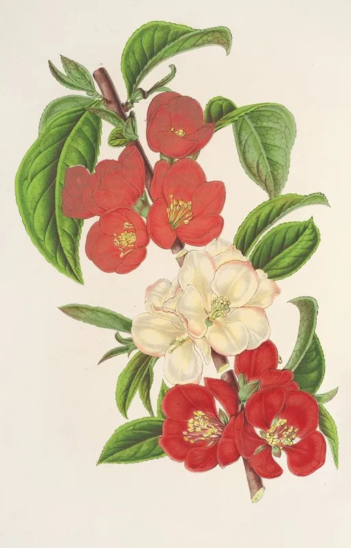 Cydonia Japonica Varietes Nouvelles Du Wall Art by Charles Antoine Lemaire - High-Resolution Digital Print