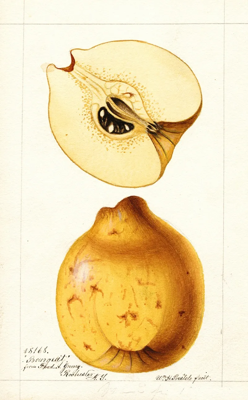 Cydonia Oblonga Bourgeat Wall Art by William Henry Prestele - High-Resolution Digital Print