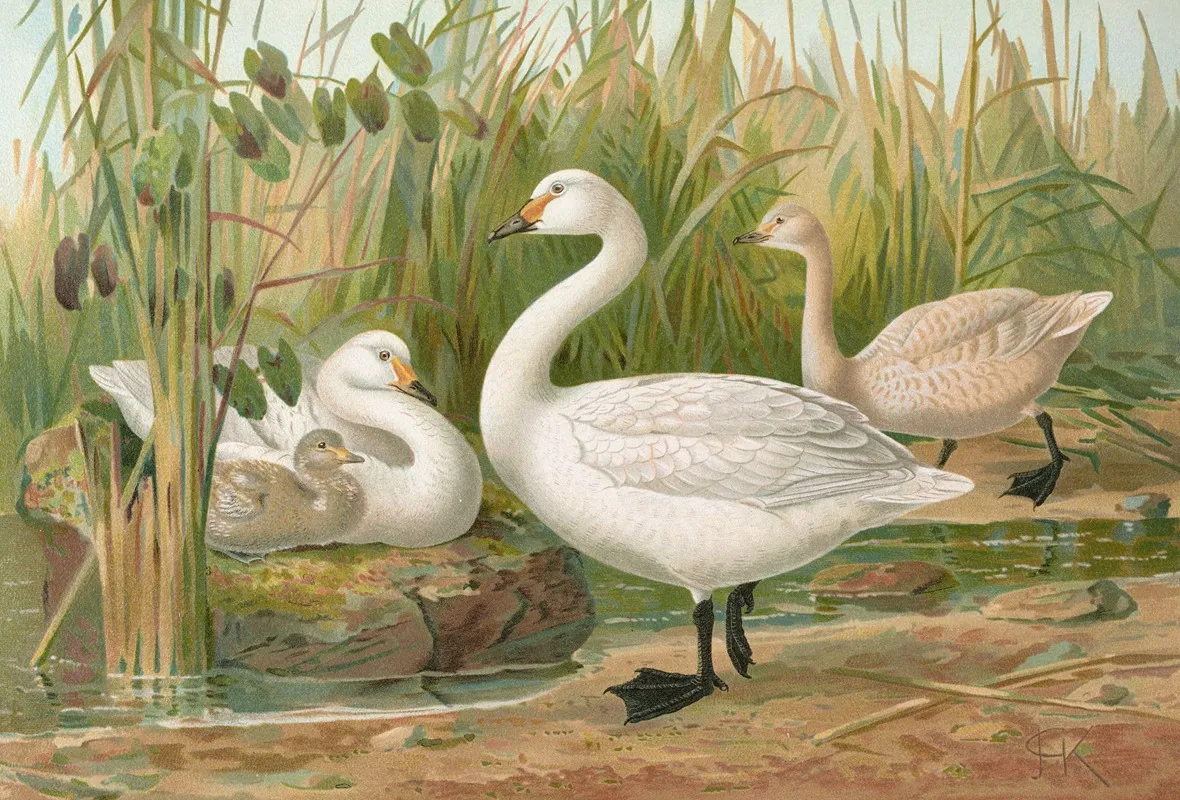 Cygnus Bewickii Yarrell Wall Art by Johann Friedrich Naumann - High-Resolution Digital Print