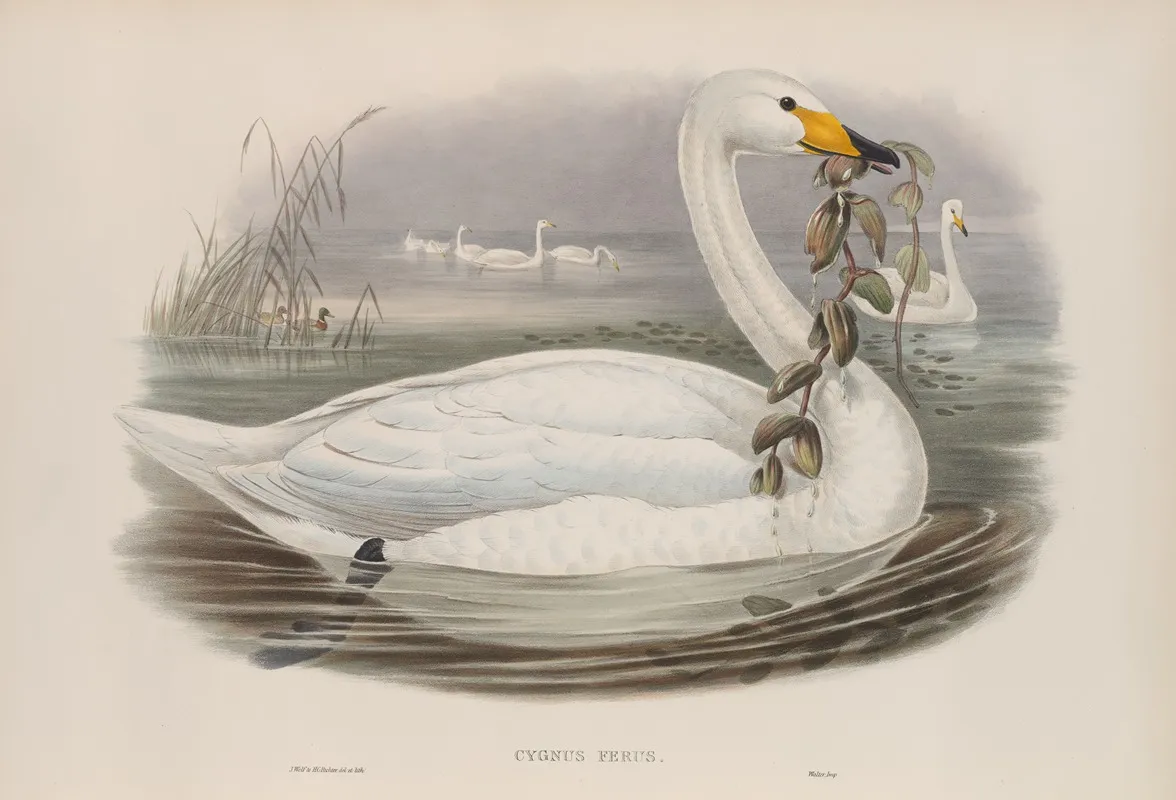 Cygnus Ferus Wild Swan Or Whooper Wall Art by John Gould - High-Resolution Digital Print
