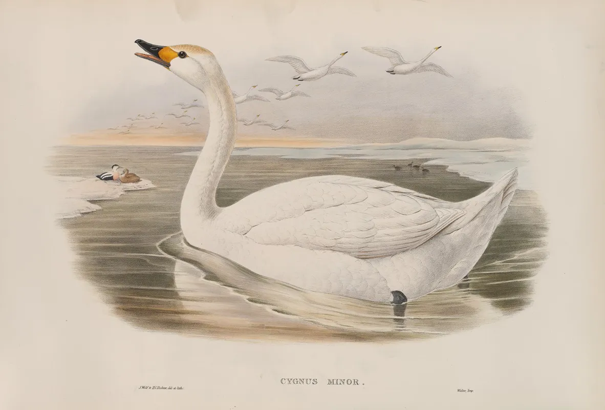 Cygnus Minor Bewicks Swan Wall Art by John Gould - High-Resolution Digital Print
