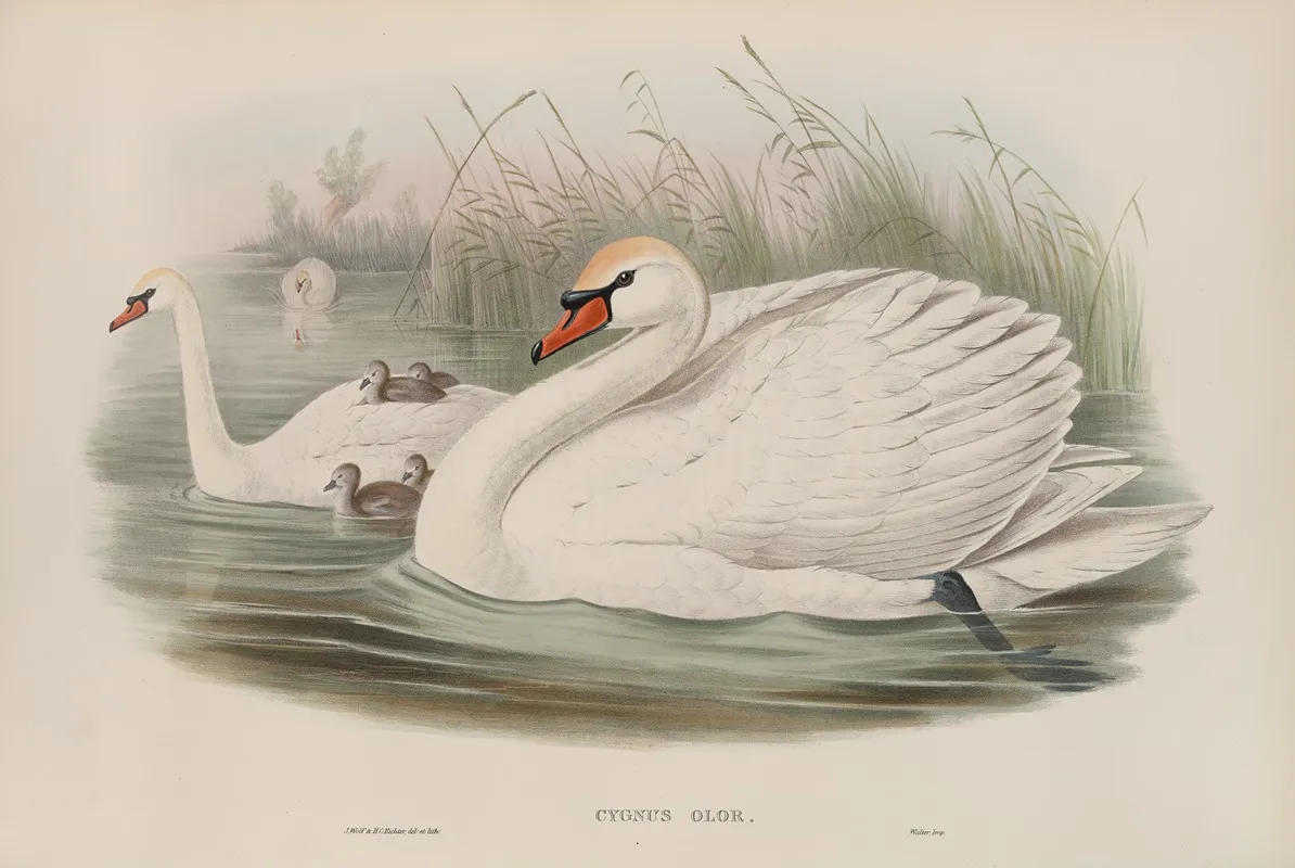 Cygnus Olor Mute Swan Wall Art by John Gould - High-Resolution Digital Print