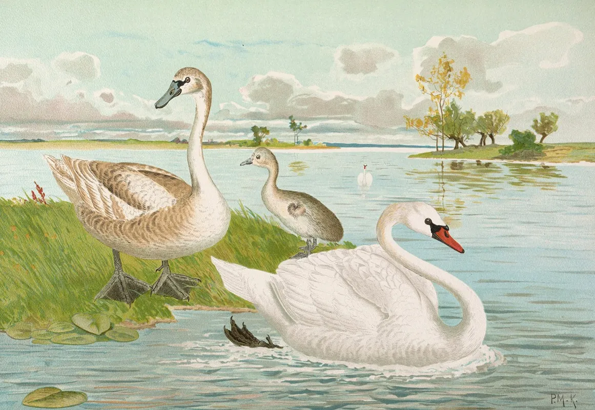 Cygnus Olor Wall Art by Johann Friedrich Naumann - High-Resolution Digital Print