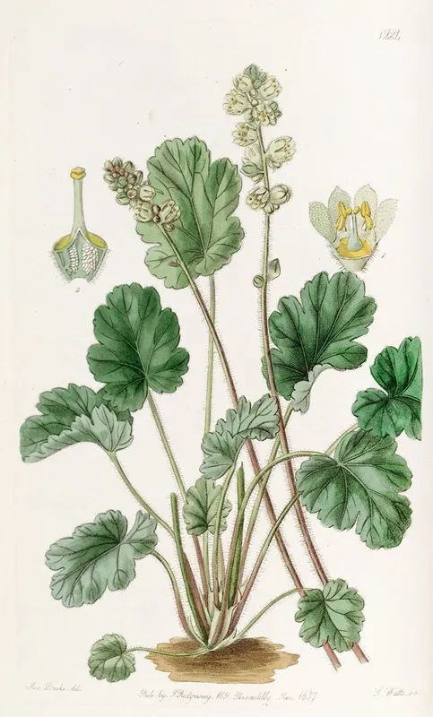 Cylindrical Heuchera Wall Art by Sydenham Edwards - High-Resolution Digital Print