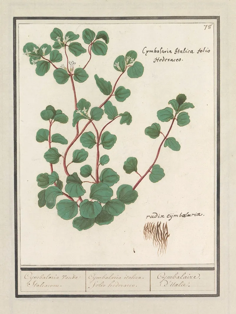 Cymbalaria Cymbalaria Vande Italiaenen Cijmbalaria Italica Folio Hederaceo Cymbalaire Ditalie Wall Art by Anselmus Boëtius de Boodt - High-Resolution Digital Print