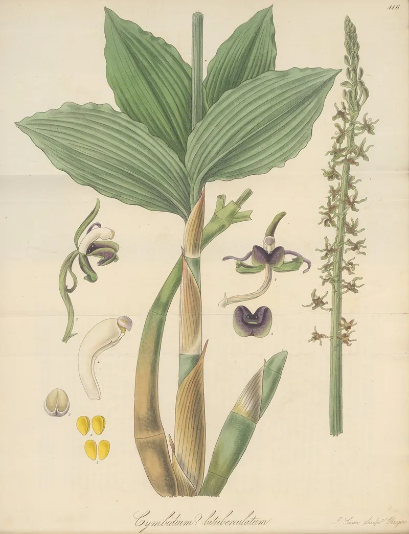 Cymbidium Bituberculatum Wall Art by William Jackson Hooker - High-Resolution Digital Print