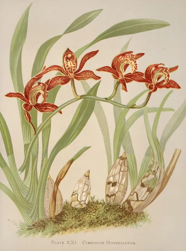Cymbidium Hookerianum Wall Art by Harriet Stewart Miner - High-Resolution Digital Print