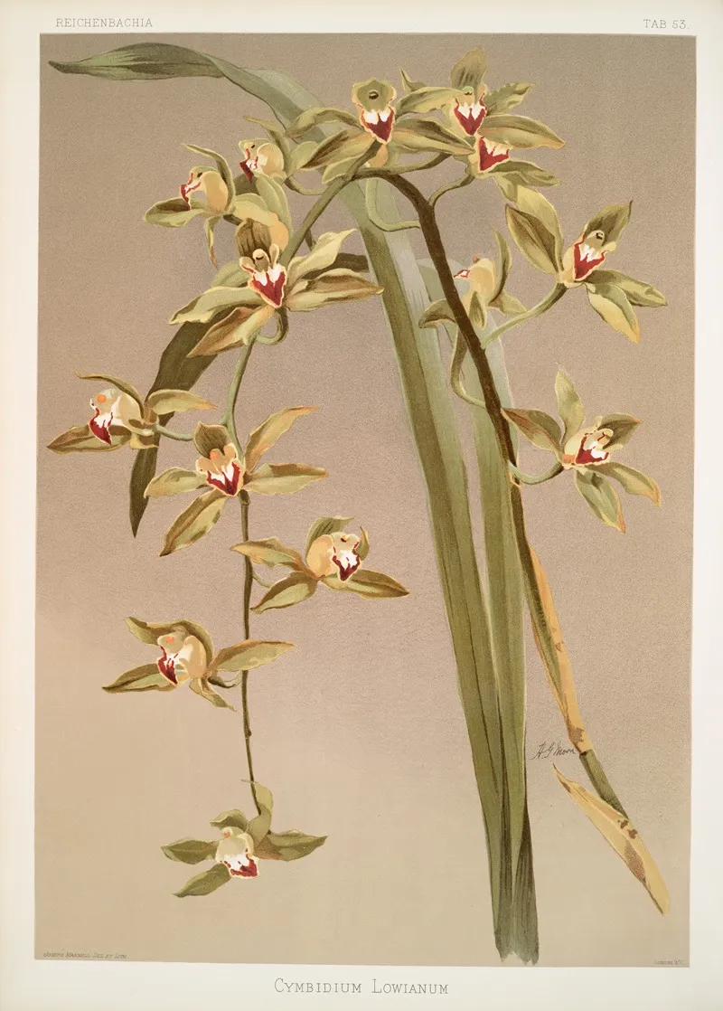 Cymbidium Lowianum Wall Art by Frederick Sander - High-Resolution Digital Print