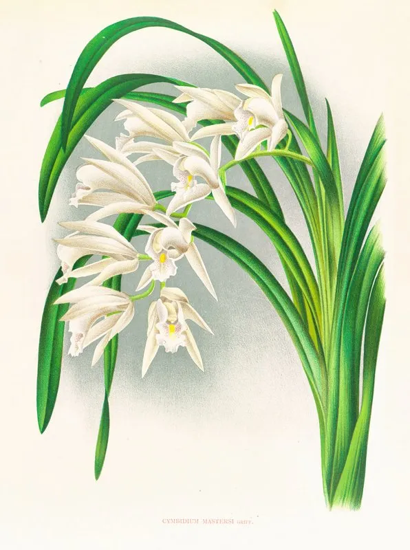 Cymbidium Mastersi Wall Art by Jean Jules Linden - High-Resolution Digital Print
