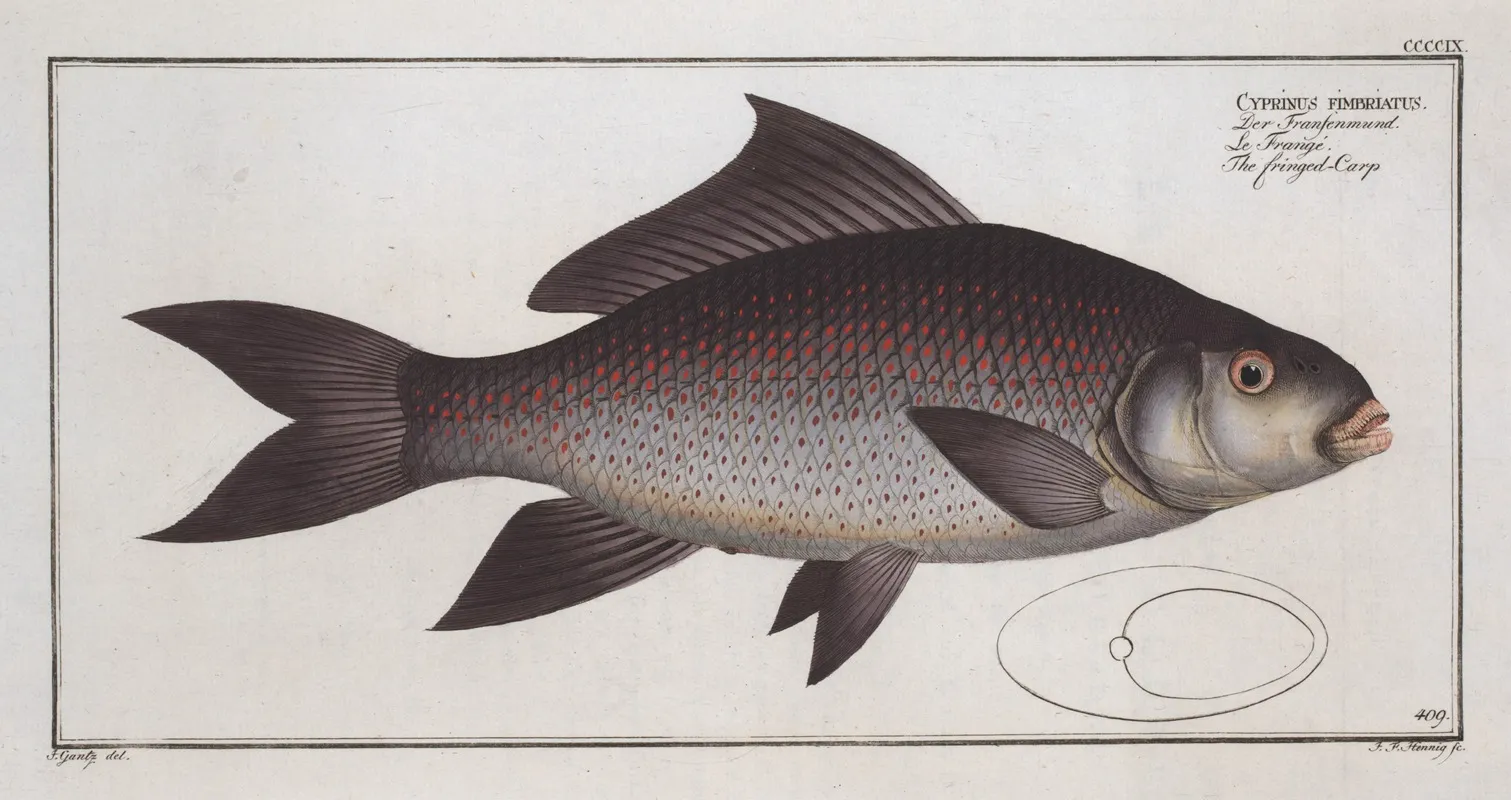 Cymbrinus Fimbriatus The Fringed Carp Wall Art by Marcus Elieser Bloch - High-Resolution Digital Print