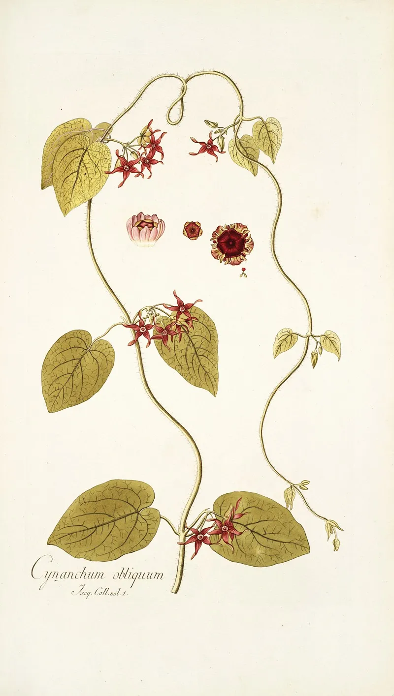 Cynanchum Obliquum Wall Art by Nikolaus Joseph Freiherr von Jacquin - High-Resolution Digital Print