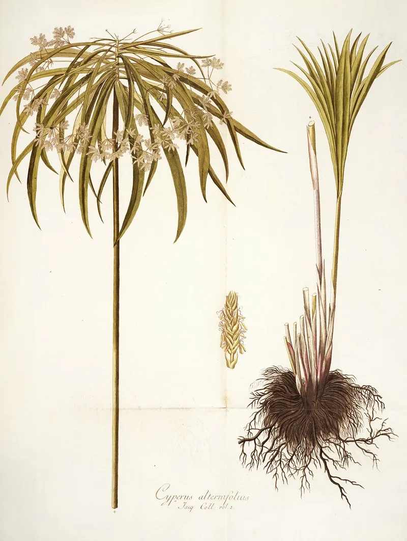 Cyperus Alternifolius Wall Art by Nikolaus Joseph Freiherr von Jacquin - High-Resolution Digital Print