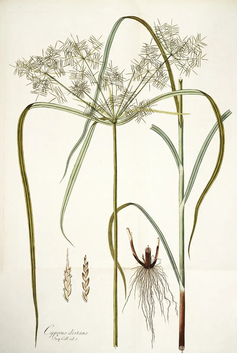 Cyperus Distans Wall Art by Nikolaus Joseph Freiherr von Jacquin - High-Resolution Digital Print