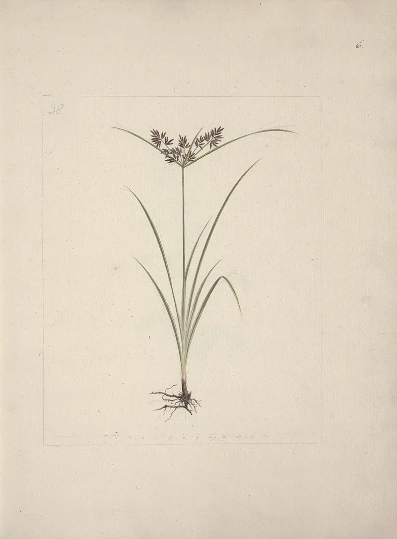 Cyperus Esculentus L Tiger Nut